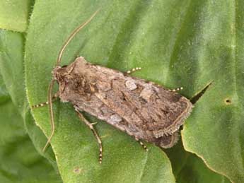 Euxoa distinguenda Led. adulte - �Philippe Mothiron