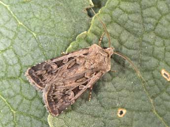 Euxoa distinguenda Led. adulte - �Philippe Mothiron