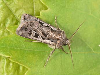 Euxoa distinguenda Led. adulte - �Philippe Mothiron