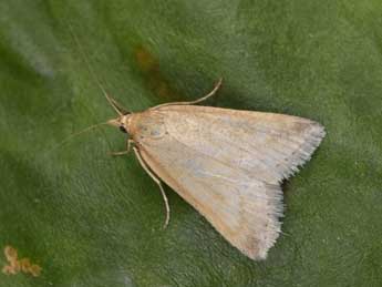 Udea donzelalis Gn. adulte - �Philippe Mothiron