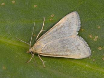 Udea donzelalis Gn. adulte - �Philippe Mothiron