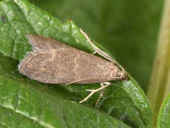 Eccopisa effractella Z. adulte - �Philippe Mothiron