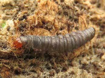  Chenille de Eccopisa effractella Z. - �Ruben Meert