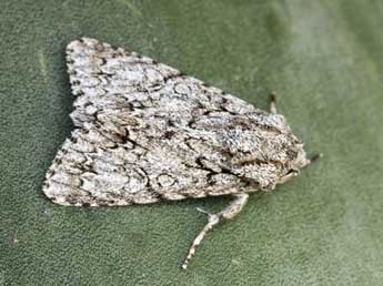 Acronicta elsae Fiumi & Govi adulte - �Daniel Morel