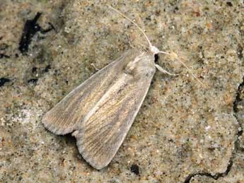 Chortodes elymi Tr. adulte - �Serge Wambeke