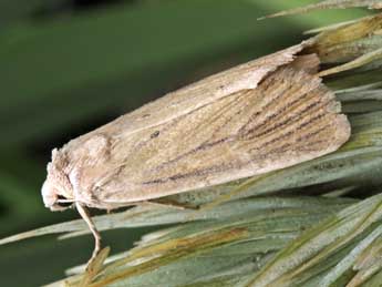 Chortodes elymi Tr. adulte - �Serge Wambeke