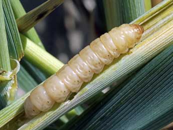  Chenille de Chortodes elymi Tr. - �Serge Wambeke