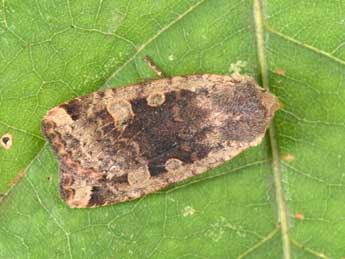 Conistra erythrocephala D. & S. adulte - �Philippe Mothiron