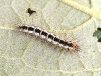  Chenille de Acronicta euphorbiae D. & S. - �Philippe Mothiron