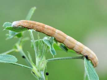  Chenille de Tathorhynchus exsiccata Led. - �Pierre Cabrol