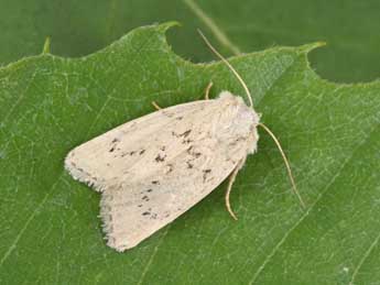 Photedes extrema Hb. adulte - �Philippe Mothiron