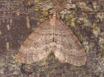 Operophtera fagata Scharfenbe adulte - �Philippe Mothiron