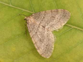 Operophtera fagata Scharfenbe adulte - �Philippe Mothiron