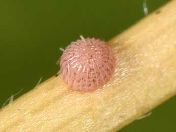  Oeuf de Stilbia faillae P�ng. - �Philippe Mothiron