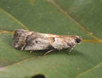 Acrobasis fallouella Rag. adulte - �Philippe Mothiron