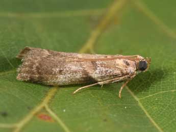 Acrobasis fallouella Rag. adulte - �Philippe Mothiron