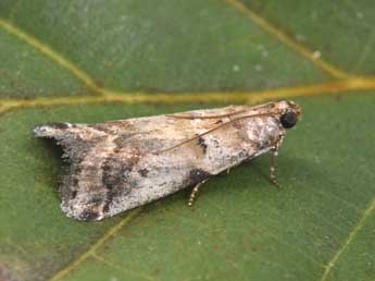 Acrobasis fallouella Rag. adulte - �Philippe Mothiron