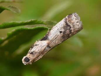 Acrobasis fallouella Rag. adulte - �Philippe Mothiron