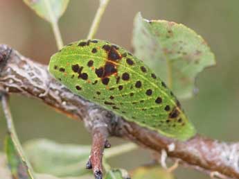  Chenille de Iphiclides feisthamelii Dup. - �Jean-Louis Four�s