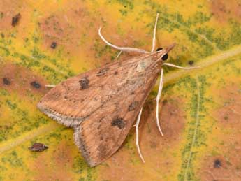 Udea ferrugalis Hb. adulte - �Philippe Mothiron
