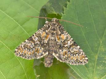 Hadena filograna Esp. adulte - �Philippe Mothiron