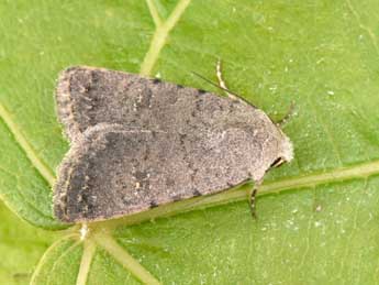 Caradrina flavirena Gn. adulte - �Philippe Mothiron