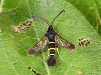 Synanthedon flaviventris Stgr adulte - �Philippe Mothiron