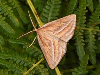 Chariaspilates formosaria Ev. adulte - �Philippe Mothiron