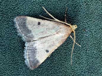 Maradana fuscolimbalis Rag. adulte - �Daniel Morel