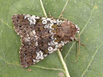 Crypsedra gemmea Tr. adulte - �Philippe Mothiron