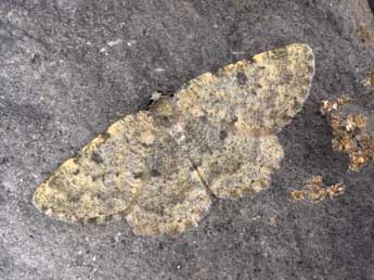 Charissa glaucinaria Hb. adulte - �Philippe Mothiron