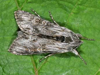 Cucullia gnaphalii Hb. adulte - �Philippe Mothiron