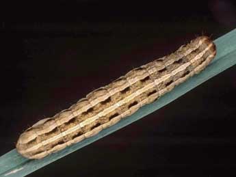  Chenille de Epipsilia grisescens F. - �Kimmo Silvonen