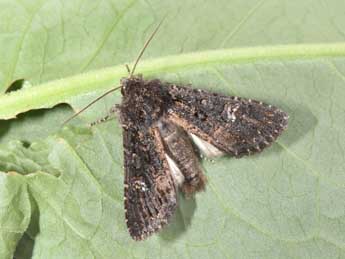 Trigonophora haasi Stgr adulte - �Philippe Mothiron