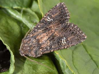 Trigonophora haasi Stgr adulte - �Philippe Mothiron