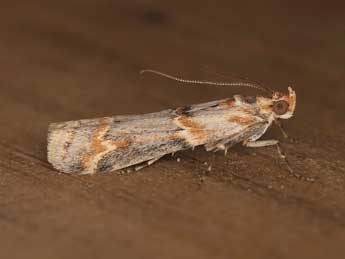 Ancylosis harmoniella Rag. adulte - �Adrien Jailloux