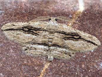 Menophra harterti Rothsch. adulte - �Friedmar Graf