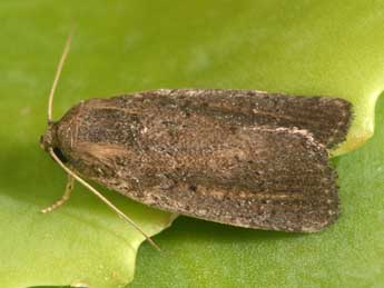 Proxenus hospes Frr adulte - �Philippe Mothiron