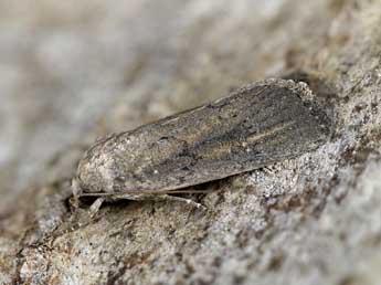 Proxenus hospes Frr adulte - �Dominique Halleux