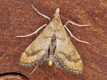 Metasia ibericalis Rag. adulte - �Friedmar Graf