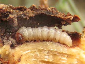  Chenille de Bembecia ichneumoniformis D. & S. - �Ruben Meert