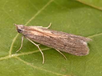 Epischnia illotella Z. adulte - �Philippe Mothiron