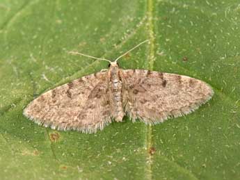 Eupithecia indigata Hb. adulte - �Philippe Mothiron