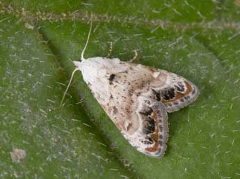 Nola delicata Yela & al. adulte - �Philippe Mothiron