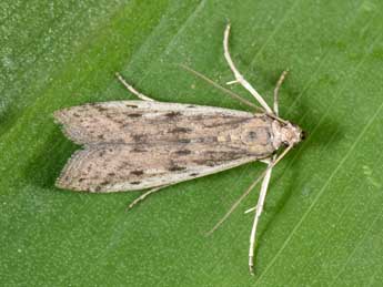 Phycitodes inquinatella Rag. adulte - �Philippe Mothiron