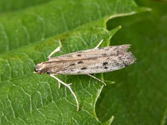 Phycitodes inquinatella Rag. adulte - �Philippe Mothiron