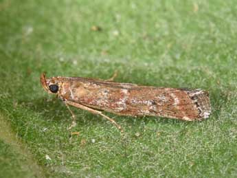 Delplanqueia inscriptella Dup. adulte - �Philippe Mothiron