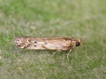 Delplanqueia inscriptella Dup. adulte - �Philippe Mothiron