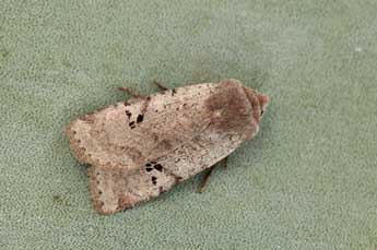 Conistra insularis Barbut & Haxaire adulte - �Daniel Morel