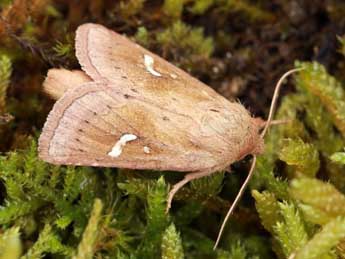 Phragmatiphila insularis Trti adulte - �Daniel Morel